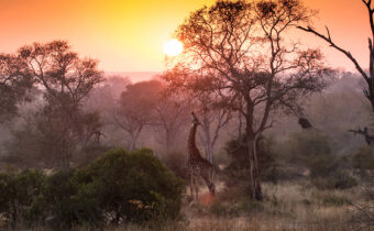 Afrika